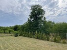 Działka 1064m2 (warunki zabudowy, miasto Jastrząb) - 13