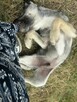 Maciuś żywe srebro wesoły pogodny poleca się do adopcji - 4