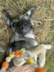 Maciuś żywe srebro wesoły pogodny poleca się do adopcji - 2