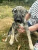 Maciuś żywe srebro wesoły pogodny poleca się do adopcji - 3
