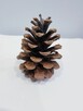 Szyszki dekoracyjne - 5