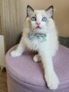 Rasowy kot Ragdoll - 7