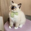Rasowy kot Ragdoll - 4