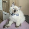 Rasowy kot Ragdoll - 8