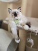 Rasowy kot Ragdoll - 3