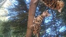Koty Bengalskie - 1