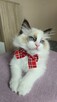 Rasowy kot Ragdoll - 10
