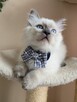 Rasowy kot Ragdoll - 12