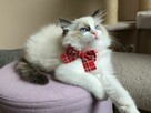 Rasowy kot Ragdoll - 9