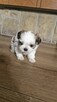 Sunia I piesek shih tzu - 2