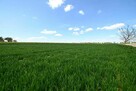 działka budowlana/inwestycyjna 13,14 ara (1314 m2) w Podolu - 4