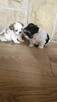 Sunia I piesek shih tzu - 6