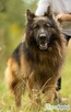 DIABLO - piękny owczarek niemiecki długowłosy do adopcji - 3