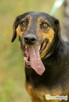 NADIR - piękny psiak w typie gończego do adopcji - 2