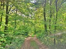 Działka w górach – Karlików, gm. Bukowsko | 2,95 ha z dojazd - 14