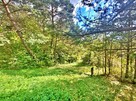 Działka w górach – Karlików, gm. Bukowsko | 2,95 ha z dojazd - 6