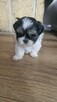 Sunia I piesek shih tzu - 5