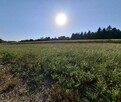 Działka budowlana Głębowice gm. Osiek, Oświęcimska - 7
