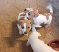 Jack russell terrier - 7