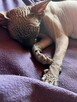 Adopcja 3 koty 1-3l , Czarna Pointka Sphynx i Bambino️ toy - 7