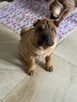 Hodowla rasy shar pei Red Folds pr szczeniąt ur. 22.06.2025 - 7