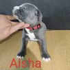 American Pit Bull Terrier - 6