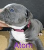 American Pit Bull Terrier - 4