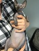 Sphynx • Sfonks i Likwidacja hodowli dorosle Kotetki • Wawa - 12