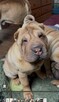Hodowla rasy shar pei Red Folds pr szczeniąt ur. 22.06.2025 - 10