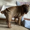 Hodowla rasy shar pei Red Folds pr szczeniąt ur. 22.06.2025 - 13