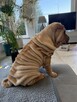 Hodowla rasy shar pei Red Folds pr szczeniąt ur. 22.06.2025 - 12