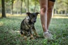 Bronek - delikatny młody pies bez ogonka czeka na dom-adopcja - 3