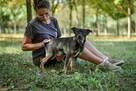 Bronek - delikatny młody pies bez ogonka czeka na dom-adopcja - 5