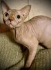 Adopcja 3 koty 1-3l , Czarna Pointka Sphynx i Bambino️ toy - 6