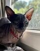 Adopcja 3 koty 1-3l , Czarna Pointka Sphynx i Bambino️ toy - 12