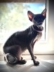 Adopcja 3 koty 1-3l , Czarna Pointka Sphynx i Bambino️ toy - 11