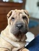 Hodowla rasy shar pei Red Folds pr szczeniąt ur. 22.06.2025 - 16
