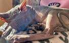 Adopcja 3 koty 1-3l , Czarna Pointka Sphynx i Bambino️ toy - 9