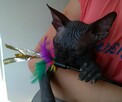 Sphynx • Sfonks i Likwidacja hodowli dorosle Kotetki • Wawa - 11