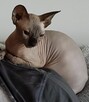 Sphynx • Sfonks i Likwidacja hodowli dorosle Kotetki • Wawa - 14