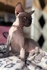 Adopcja 3 koty 1-3l , Czarna Pointka Sphynx i Bambino️ toy - 8