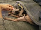 Sphynx • Sfonks i Likwidacja hodowli dorosle Kotetki • Wawa - 6