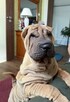 Hodowla rasy shar pei Red Folds pr szczeniąt ur. 22.06.2025 - 4