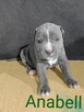 American Pit Bull Terrier - 7