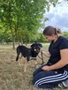 Suzi-delikatna średniej wielkości suczka do adopcji - 2