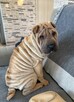 Hodowla rasy shar pei Red Folds pr szczeniąt ur. 22.06.2025 - 8
