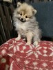 szpic miniaturowy ,pomeranian malutki - 2