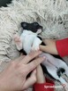 Szczeniaki pieski chihuahua - 7