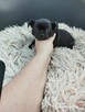 Szczeniaki pieski chihuahua - 8