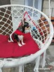 Śliczny piesek chihuahua - 6